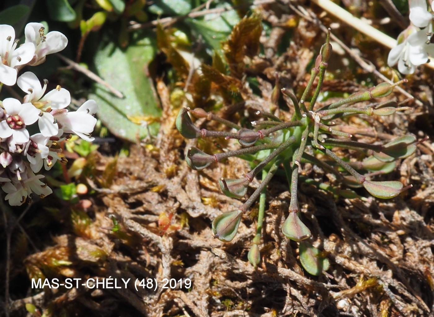 Pennycress, Alpine fruit